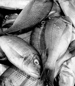 Seafood Training School, Billingsgate, Billingsgate Fish Market, London